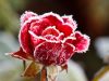 Jak pielęgnować róże zimą?
