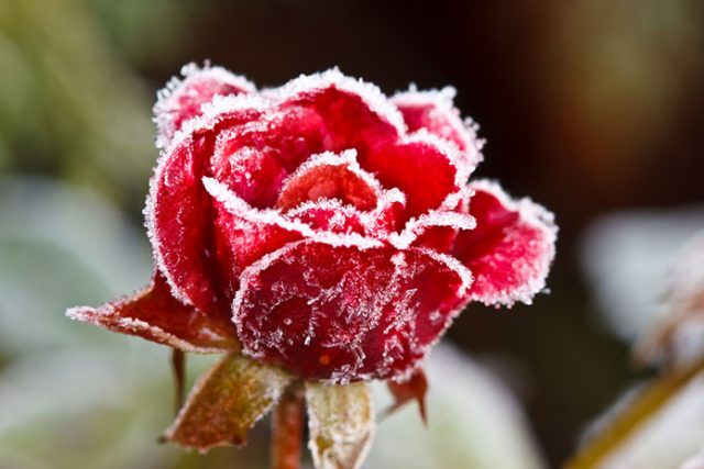 Jak pielęgnować róże zimą?