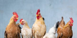 Ile piec kurczaka 2 kg w rękawie?