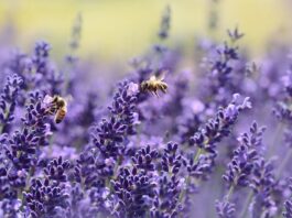 Dlaczego pszczoły zbierają się na Wylotku?