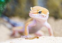 Jak ogrzać terrarium w nocy?