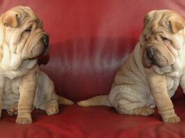 Ile kosztuje montaż przęsła betonowego?