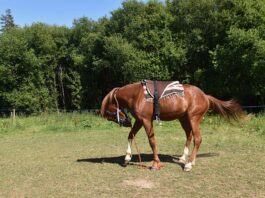 Jak zamontować belki na dachu?