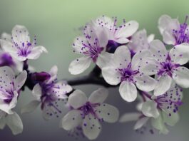 Z czego zrobić słupki ogrodzeniowe?