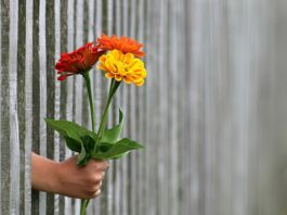Na jakie ogrodzenie nie trzeba pozwolenia?