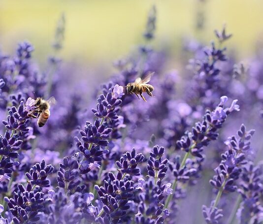 Czy pszczoły mogą zimować bez matki?