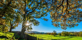 Ile kosztuje jedno przęsło ogrodzenia?