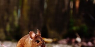 Czy przycisk do WC jest uniwersalny?