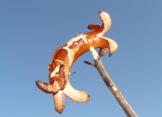 Co do mięs z grilla?
