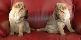 Ile kosztuje montaż relingów dachowych?