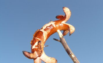 Co lepsze na grilla karkówka czy łopatka? Co lepsze na grilla karkówka czy łopatka?